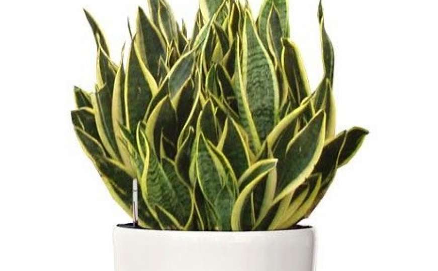 Stavite ovu biljku u spavaću sobu za čišći zrak