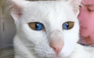 Maca s različitim bojama šarenice oduševljava ljude: Njezine su oči čarobne
