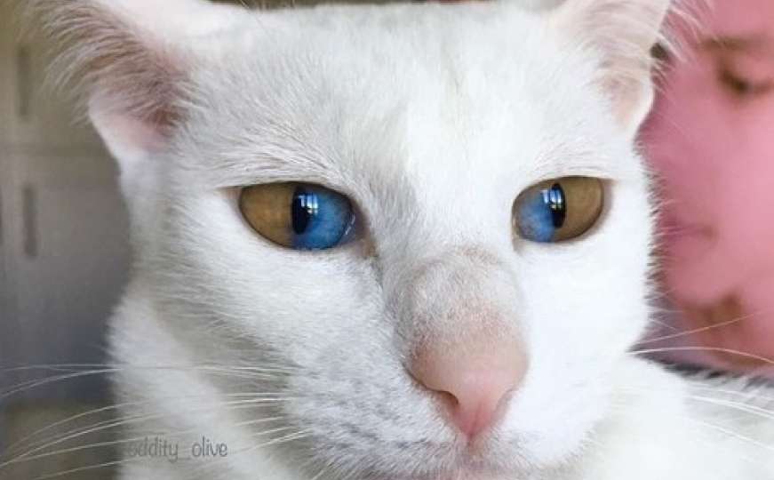 Maca s različitim bojama šarenice oduševljava ljude: Njezine su oči čarobne