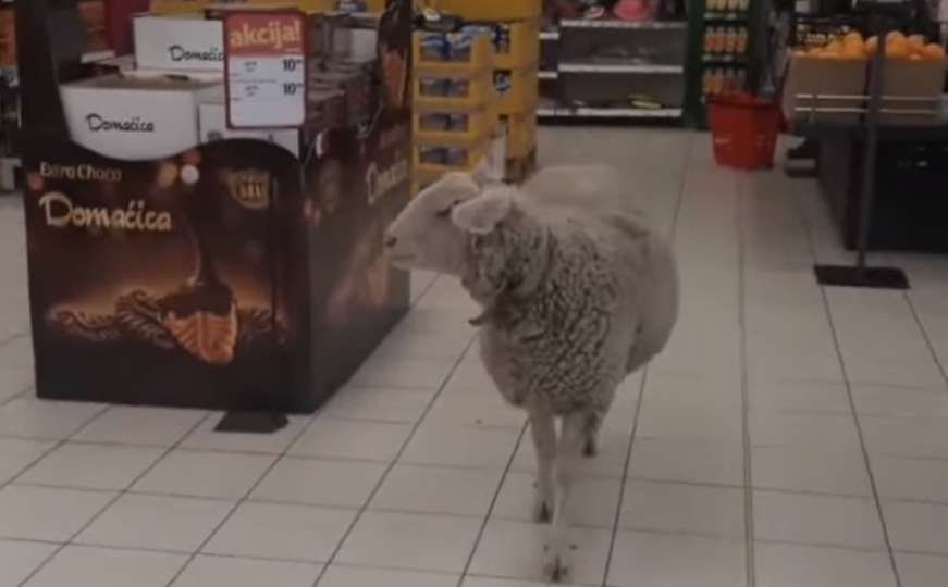 Ušla ovca u prodavnicu: Prošetala po trgovini, mesar je istjerao van