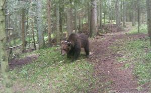 Škapur: Medvjedi i vukovi na Skakavcu su blago, imamo zadnju šansu da ih spasimo