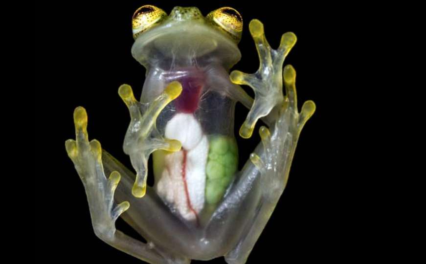 Rijetka vrsta: Staklene žabe uočene prvi put nakon 18 godina 