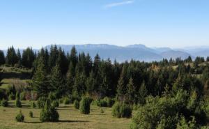 Kontrolna revizija utvrdila: Upravljanje državnim šumama daleko od odgovornog