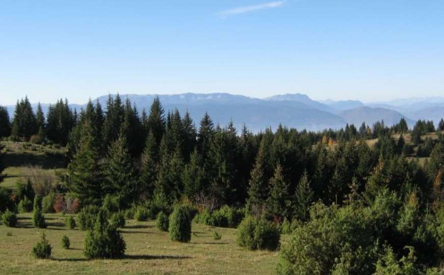 Kontrolna revizija utvrdila: Upravljanje državnim šumama daleko od odgovornog