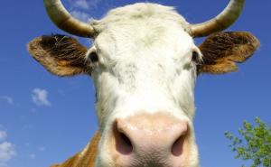 Uprava za indirektno oporezivanje BiH prodaje kravu i žensko tele
