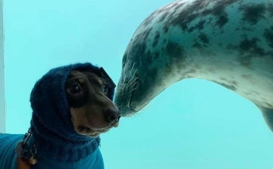 Jedno neobično prijateljstvo: Pogledajte ljubav između psa i foke