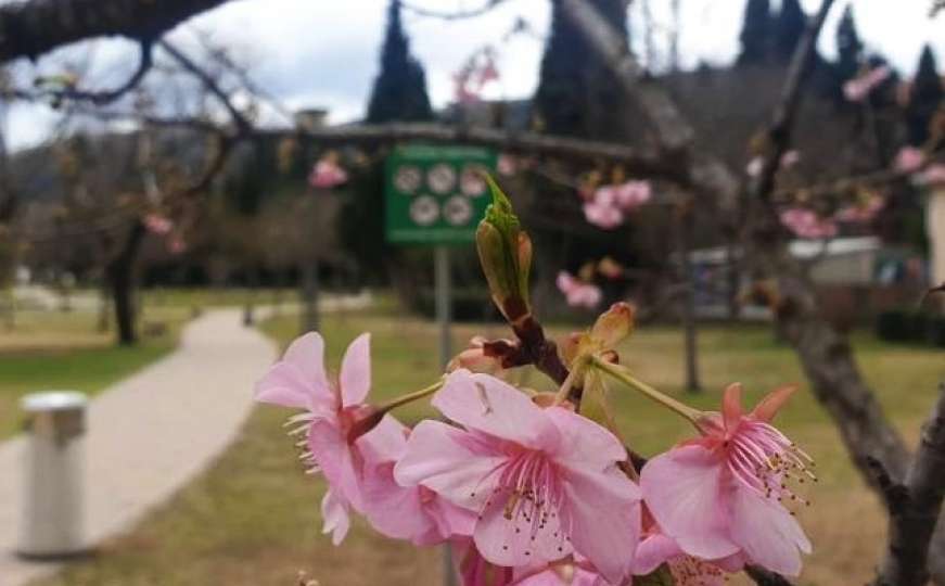 Behar prkosi buri i minusima: Procvjetala japanska trešnja u Mostaru