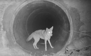 Kojot i jazavac snimljeni u igri i druženju: Njihov je video postao hit