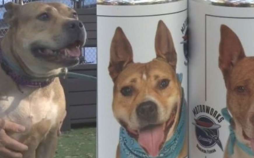 Kako je konzerva piva pomogla da nestali pas nakon tri godine nađe svog vlasnika