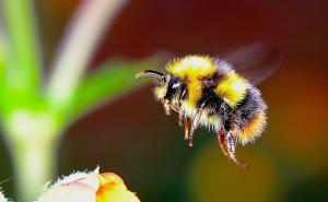Zabrinjavajući podaci: Drastično se smanjuje broj bumbara