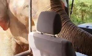 Isprepadao turiste: Slon zaustavio, a potom pretražio džip