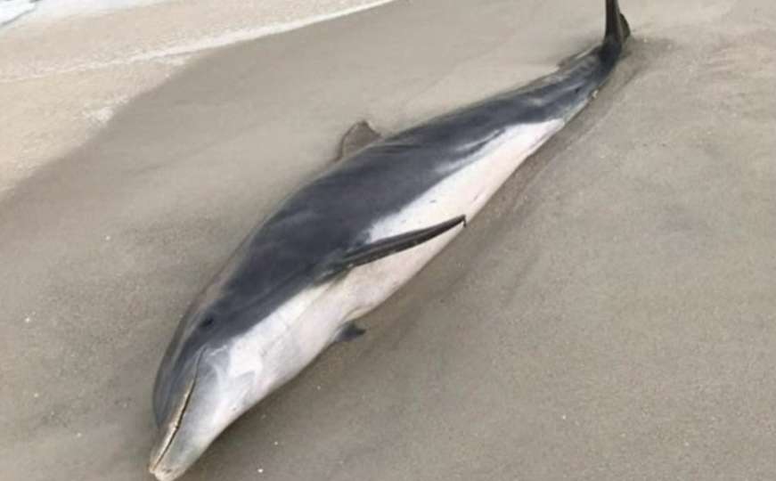Stravične scene: Upucani i nožem napadnuti delfini pronađeni na obali SAD-a