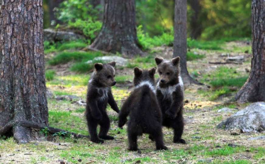 U šumarku skrivenom, medvjeda je malih dom: Šokirani Finac snimio ples medvjedića