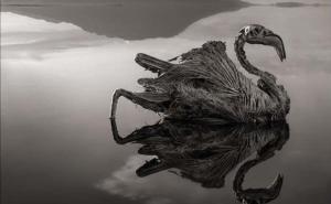 Fascinantne fotografije: Smrtonosno jezero pretvara životinje u statue
