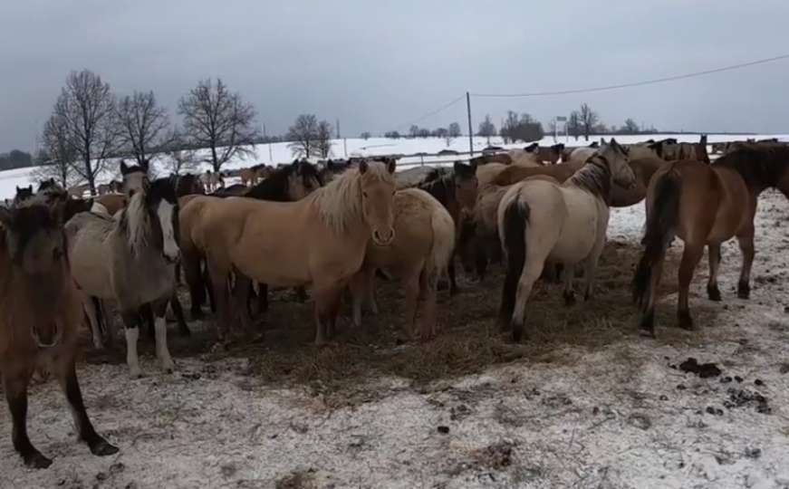 Rusija: Nevjerovatan snimak spašavanja konja od sigurne smrti
