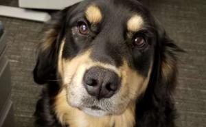 Nakon što je stavila bebu na spavanje uhvatila je psa kako čini nešto čudesno