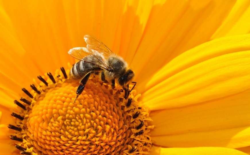 INZ: Zašto je neophodan proljetni pregled pčelinjaka
