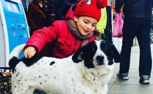 Proglasili ga junakom: Pas lutalica pomaže djeci da pređu cestu 