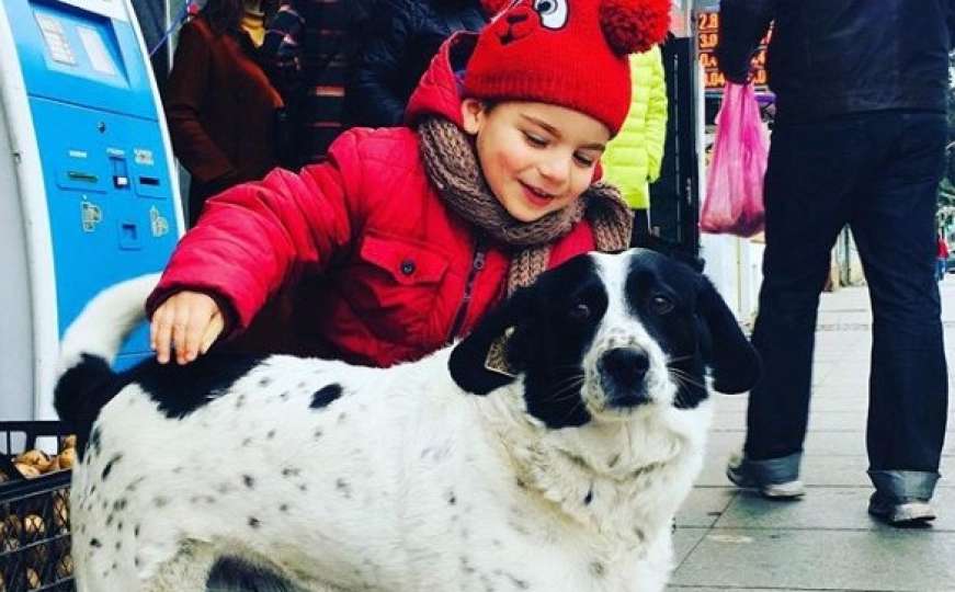 Proglasili ga junakom: Pas lutalica pomaže djeci da pređu cestu 