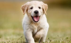 Zanimljiv slučaj: U Hong Kongu kod psa otkriven koronavirus