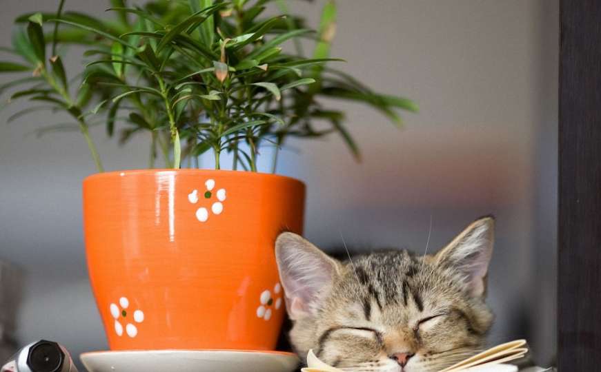 Čuvajte svoje mace od ovih sobnih biljaka, posljedice mogu biti fatalne