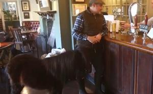 Nevjerovatan je: Poni koji danju vrijedno radi, a noću visi u baru