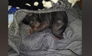 Pred kućom je zatekao kutiju sa psićima-bar je tako mislio