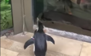 Akvarijum u Chicagu: Nakon što je zatvoren, pingvini mogu slobodno hodati