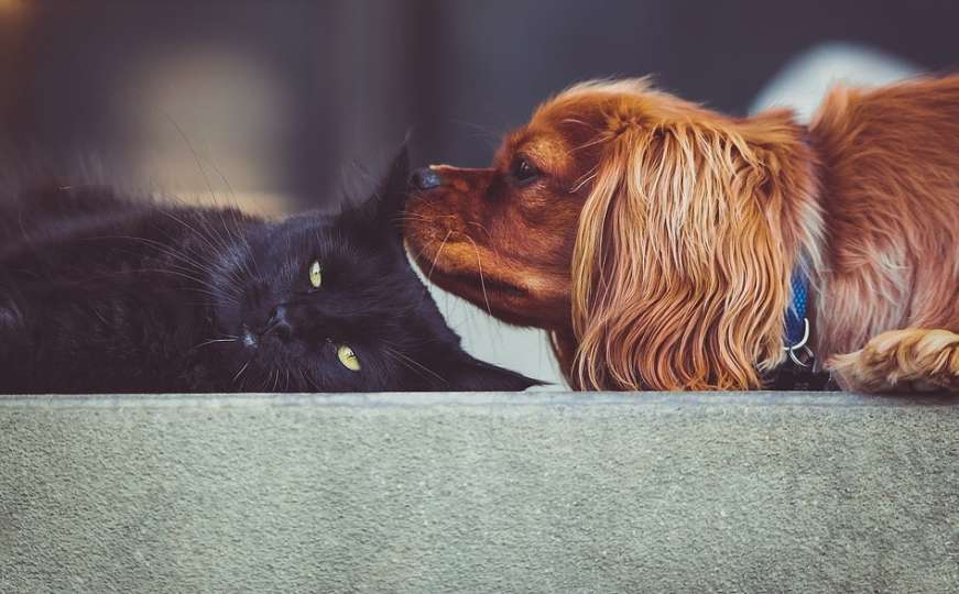 Šta ako ste u samoizolaciji, a imate psa ili mačku?