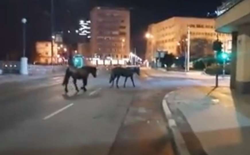 Viralni video: Ljudi nema, ali zato konji šetaju ulicama Sarajeva