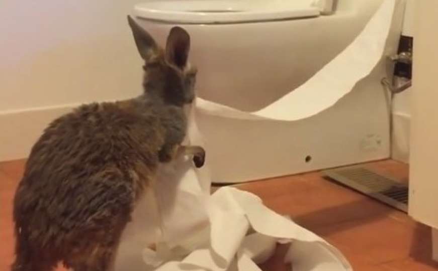 Neodoljivo: Beba kengura otkrila toalet papir i dobro se zabavila