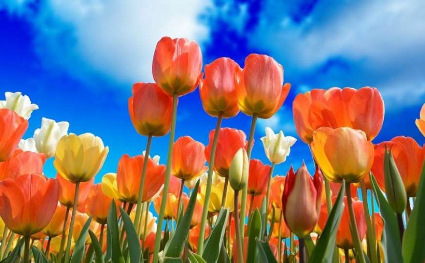 Holanđani primorani uništavati milione tulipana dnevno