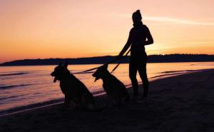 Da li se pseći njuh može iskoristiti u otkrivanju COVID-19?