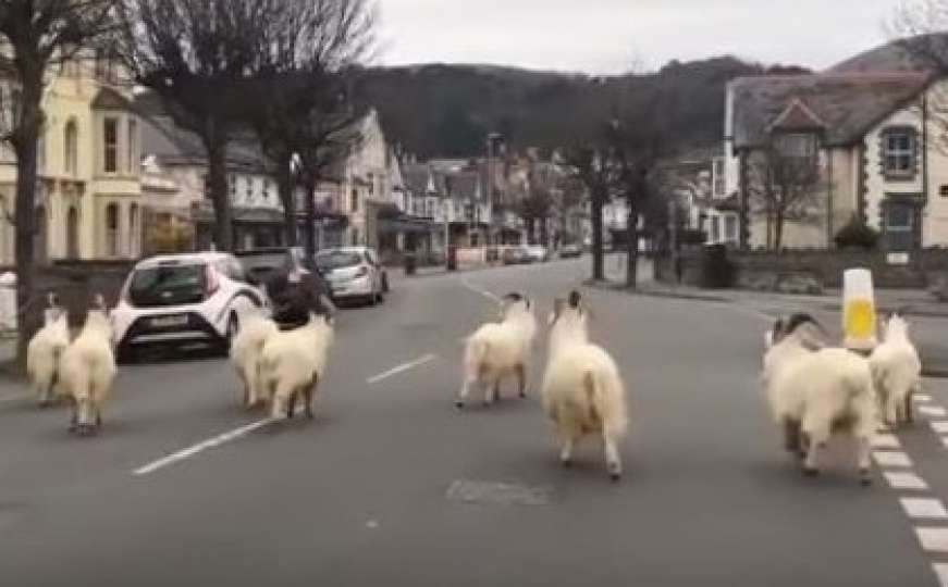 Koze prošetale sablasnim ulicama velškog grada