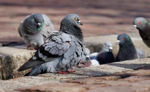 Ured ombudsmana za zaštitu životinja u Beču apeluje: Ne hranite golubove!