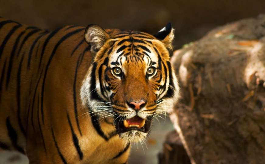Tigrica u američkom zoološkom vrtu ima koronavirus