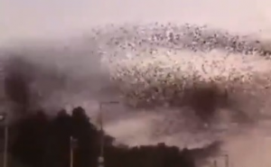 Stotine hiljada ptica plesalo na nebu, stručnjaci objasnili ovaj fenomen