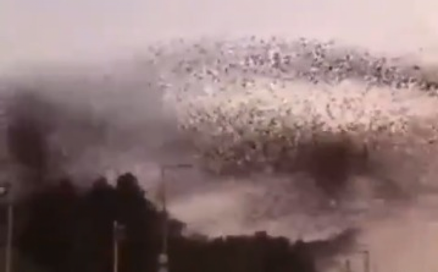 Stotine hiljada ptica plesalo na nebu, stručnjaci objasnili ovaj fenomen