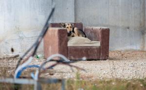 Apel odgovornim vlastima i inspekcijama da hitno istraže trovanje pasa