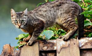 Veterinari savjetuju: Ne puštajte svoju mačku vani ako ste u samoizolaciji
