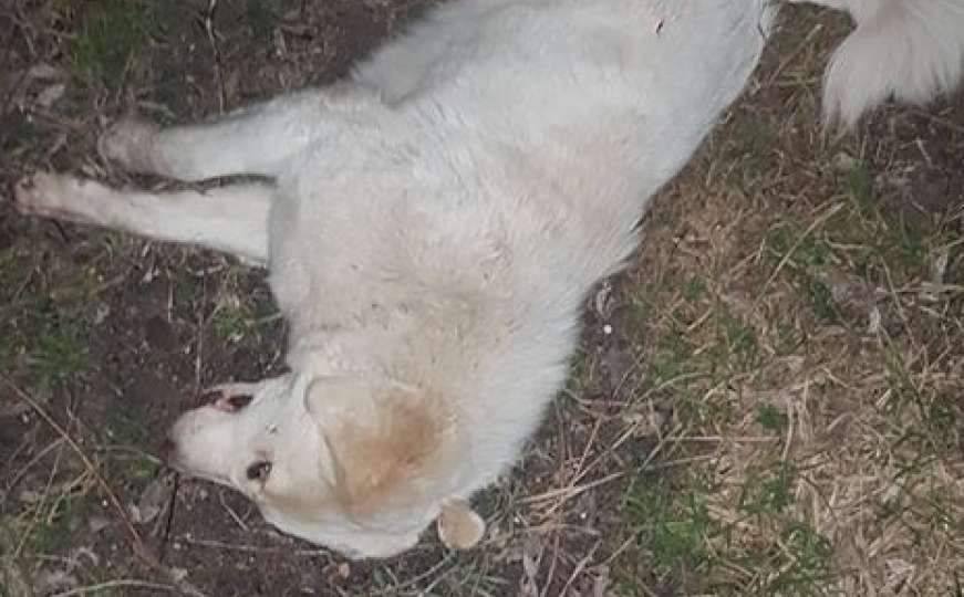 Stravične slike iz Fojnice: Ko u srednjoj Bosni ubija pse? 