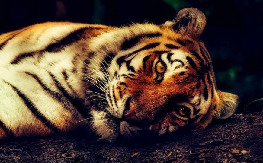 Naučnici i uzbuđeni i strahuju: U Nepalu uočen tigar na nadmorskoj visini od 2500m