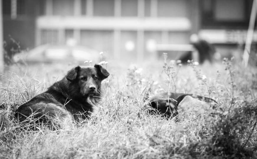 Dogs Trust općini Fojnica: Hitno ispitajte nezakonito uništavanje pasa