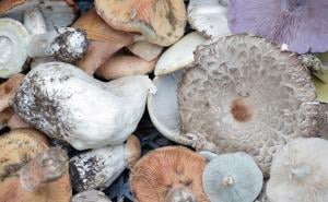 Gljive čuvaju od stresa, evo i zašto