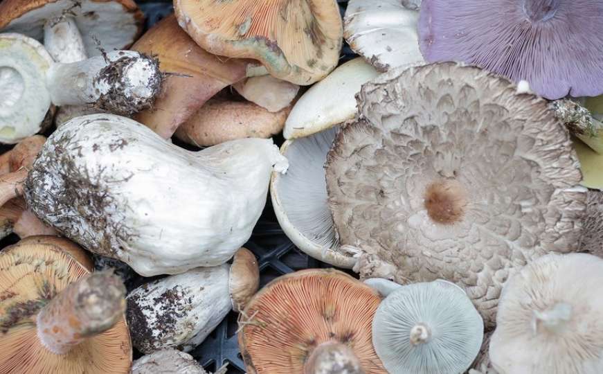 Gljive čuvaju od stresa, evo i zašto