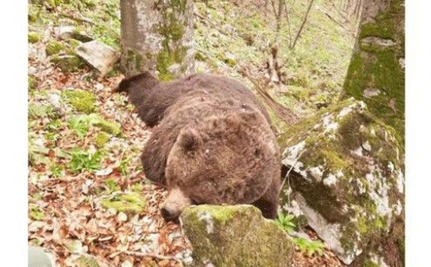 Ranjen je bježao, ali nije izdržao: Krivolovci u BiH ubili medvjeda