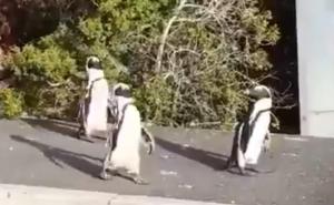 Preslatki su: I pingvini zauzeli ulice grada