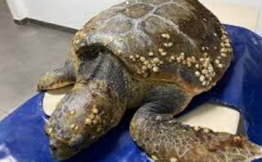 Kornjača Huanita uginula, jer je progutala plastične čepove