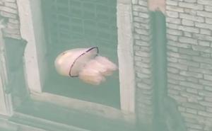 Ovo je bio nezamisliv prizor u Veneciji: Meduze sada plivaju kroz prozirne vode 