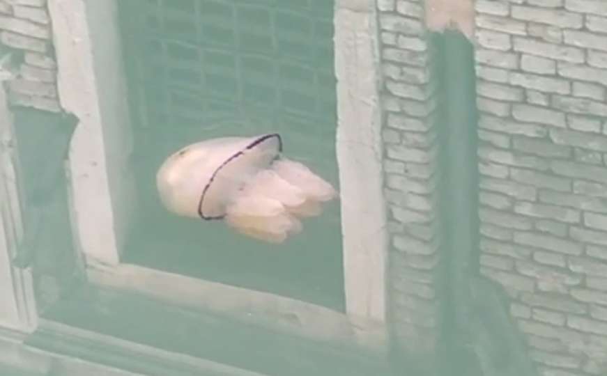 Ovo je bio nezamisliv prizor u Veneciji: Meduze sada plivaju kroz prozirne vode 